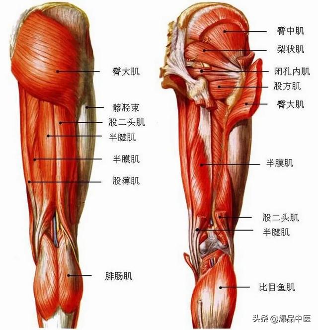 与疼痛有关的肌肉总结汇总