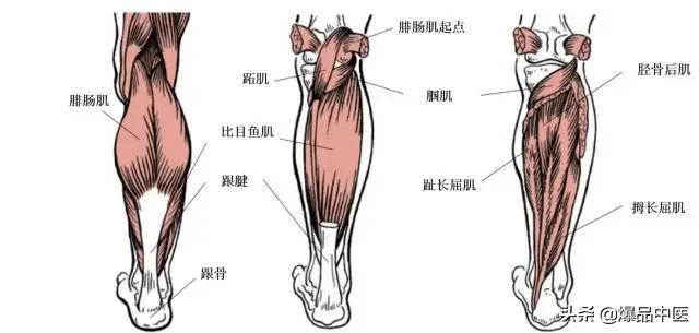 与疼痛有关的肌肉总结汇总