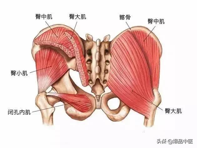 与疼痛有关的肌肉总结汇总