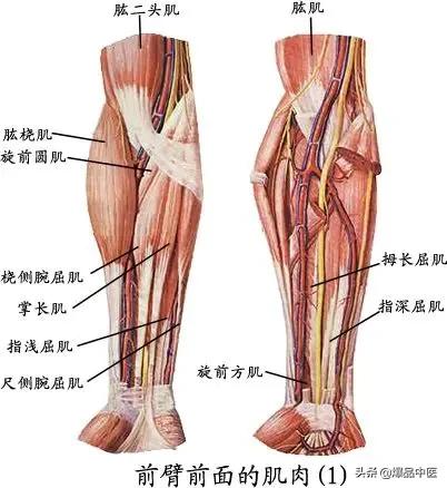 与疼痛有关的肌肉总结汇总