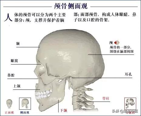 「高清彩图」人体骨骼系统，建议大家收藏