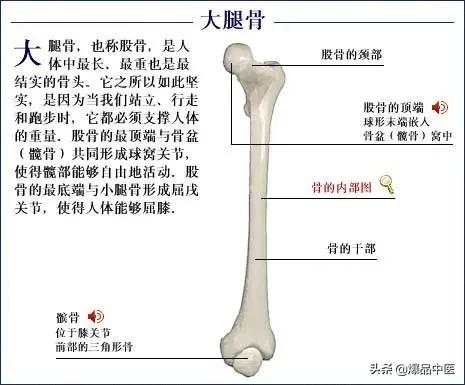 「高清彩图」人体骨骼系统，建议大家收藏