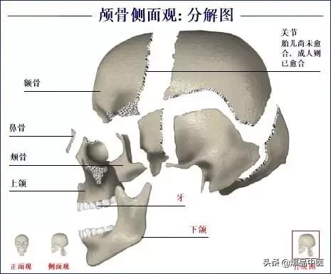 「高清彩图」人体骨骼系统，建议大家收藏