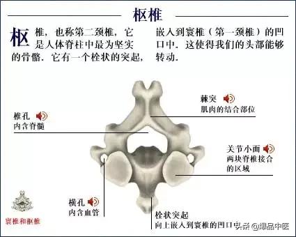 「高清彩图」人体骨骼系统，建议大家收藏