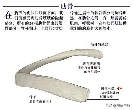 「高清彩图」人体骨骼系统，建议大家收藏