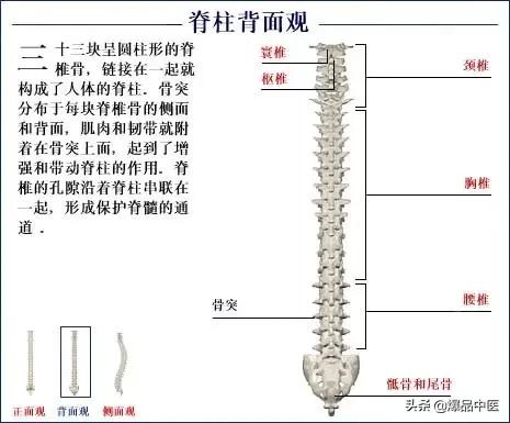 「高清彩图」人体骨骼系统，建议大家收藏