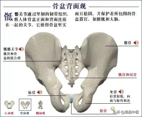 「高清彩图」人体骨骼系统，建议大家收藏