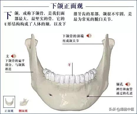 「高清彩图」人体骨骼系统，建议大家收藏