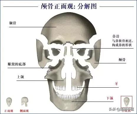 「高清彩图」人体骨骼系统，建议大家收藏