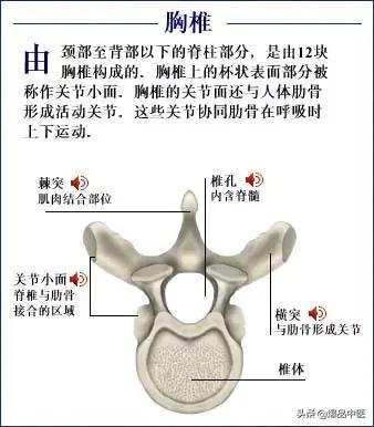 「高清彩图」人体骨骼系统，建议大家收藏