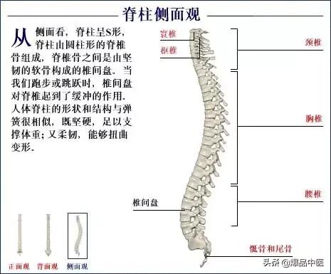 「高清彩图」人体骨骼系统，建议大家收藏