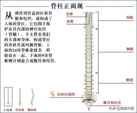 「高清彩图」人体骨骼系统，建议大家收藏