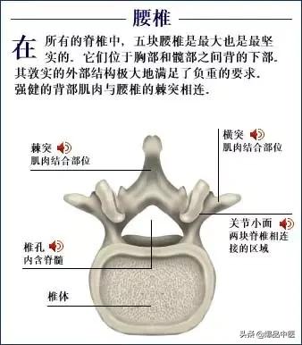 「高清彩图」人体骨骼系统，建议大家收藏