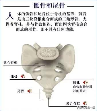 「高清彩图」人体骨骼系统，建议大家收藏