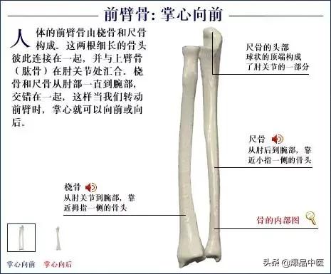 「高清彩图」人体骨骼系统，建议大家收藏