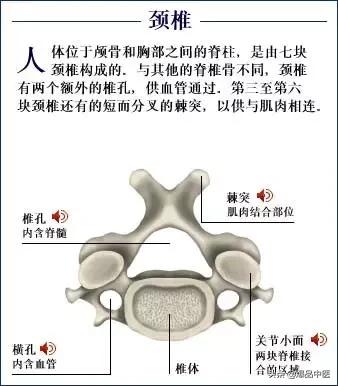 「高清彩图」人体骨骼系统，建议大家收藏