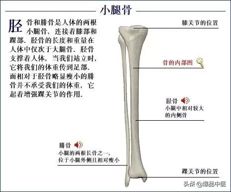 「高清彩图」人体骨骼系统，建议大家收藏