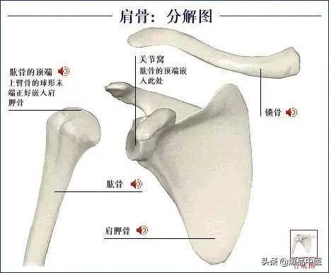 「高清彩图」人体骨骼系统，建议大家收藏