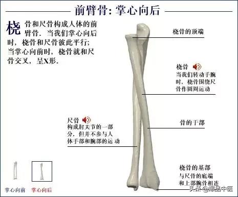 「高清彩图」人体骨骼系统，建议大家收藏