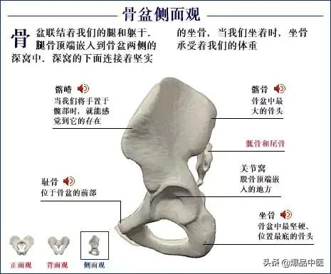 「高清彩图」人体骨骼系统，建议大家收藏