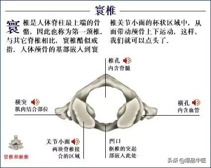 「高清彩图」人体骨骼系统，建议大家收藏