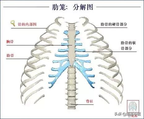 「高清彩图」人体骨骼系统，建议大家收藏