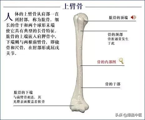 「高清彩图」人体骨骼系统，建议大家收藏