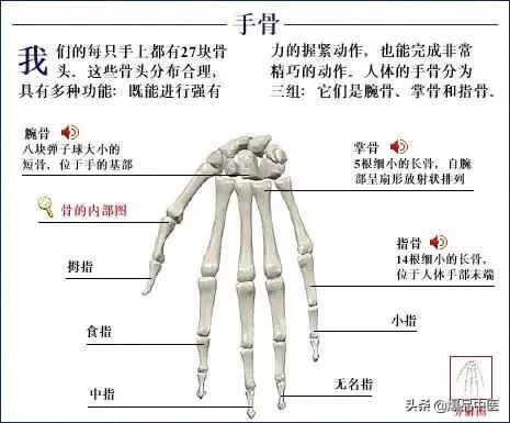 「高清彩图」人体骨骼系统，建议大家收藏