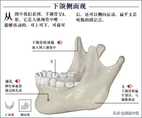 「高清彩图」人体骨骼系统，建议大家收藏