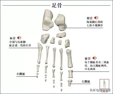 「高清彩图」人体骨骼系统，建议大家收藏