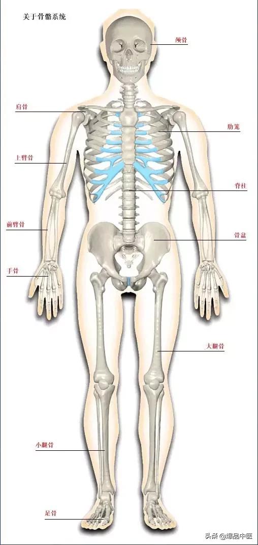 「高清彩图」人体骨骼系统，建议大家收藏