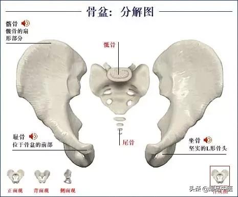 「高清彩图」人体骨骼系统，建议大家收藏