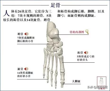 「高清彩图」人体骨骼系统，建议大家收藏