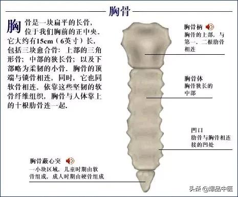 「高清彩图」人体骨骼系统，建议大家收藏