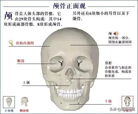 「高清彩图」人体骨骼系统，建议大家收藏