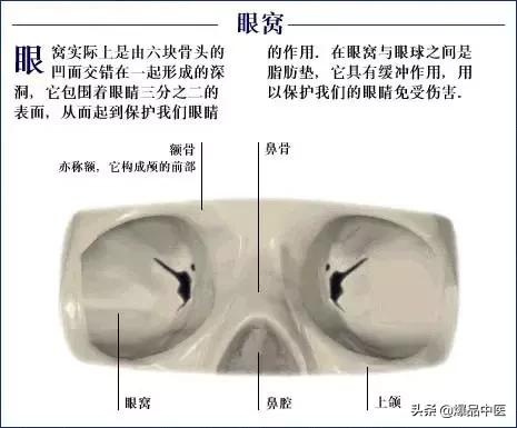 「高清彩图」人体骨骼系统，建议大家收藏