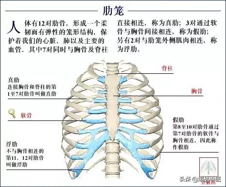 「高清彩图」人体骨骼系统，建议大家收藏