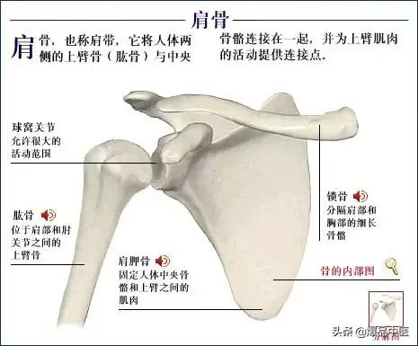 「高清彩图」人体骨骼系统，建议大家收藏