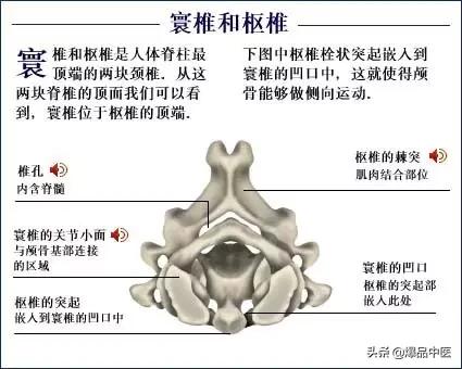 「高清彩图」人体骨骼系统，建议大家收藏