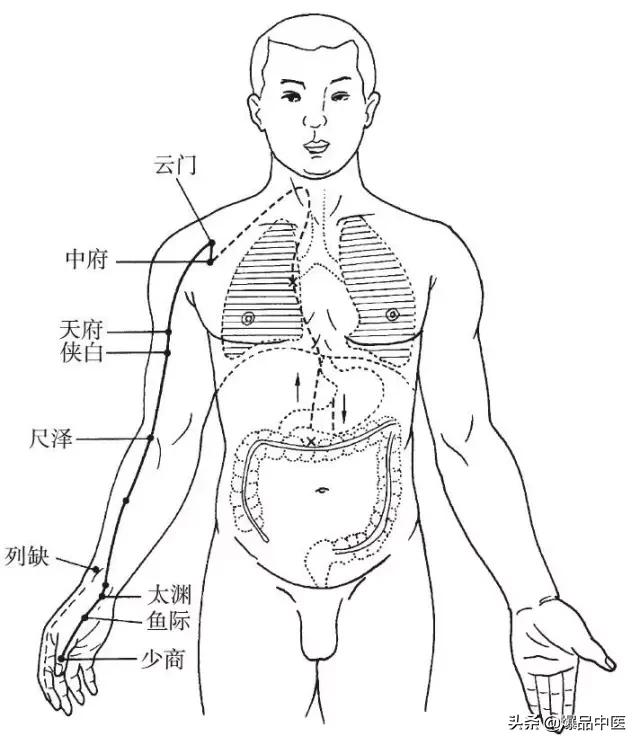 十二经脉的循行规律，中医收藏必备