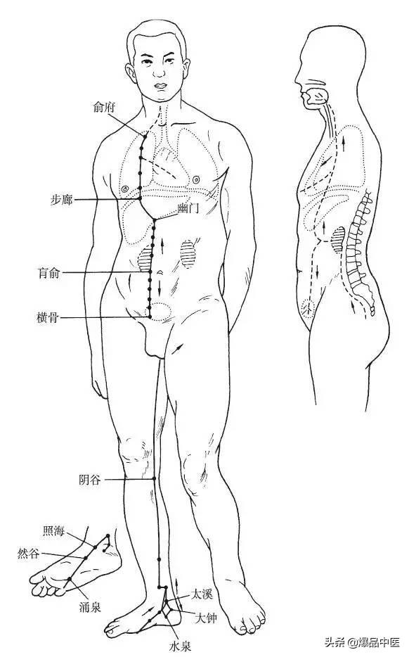 图8 足少阴肾经