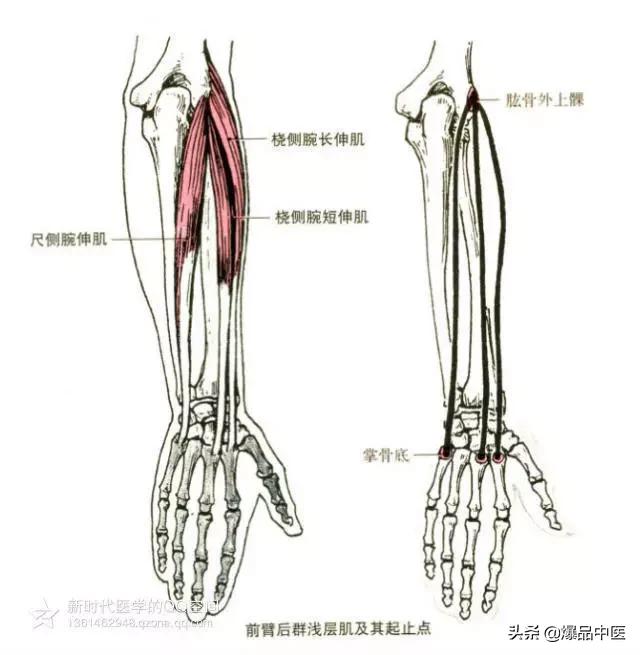 最全人体肌肉解剖套图