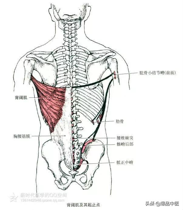 最全人体肌肉解剖套图