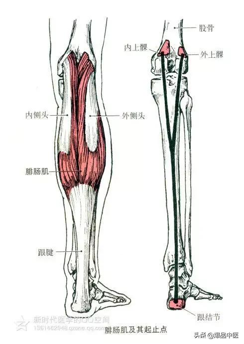 最全人体肌肉解剖套图