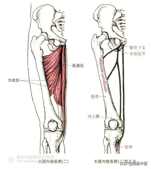 最全人体肌肉解剖套图