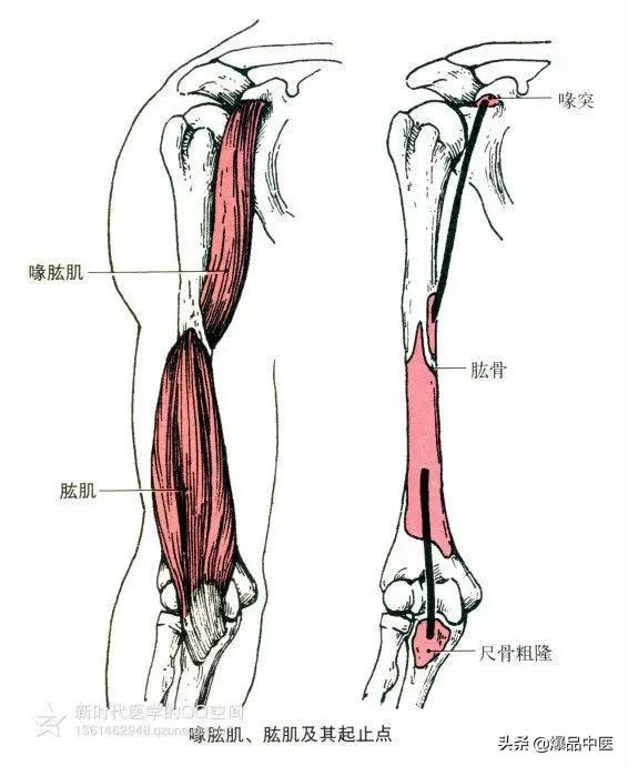 最全人体肌肉解剖套图