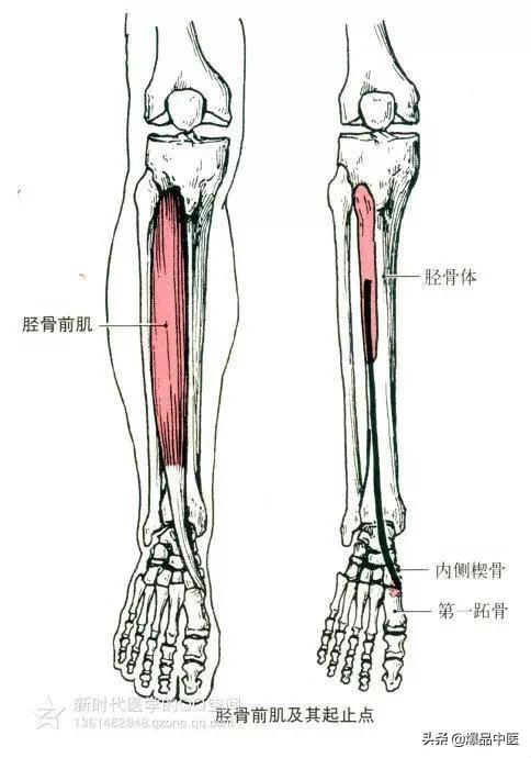 最全人体肌肉解剖套图