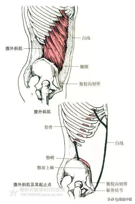 最全人体肌肉解剖套图