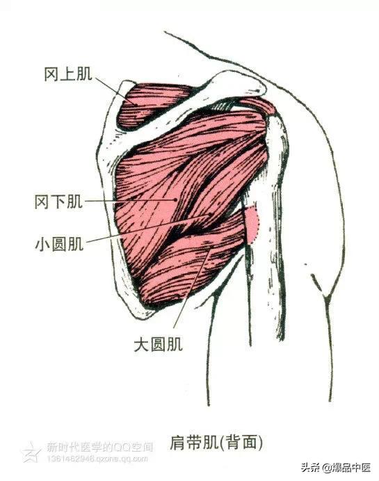 最全人体肌肉解剖套图