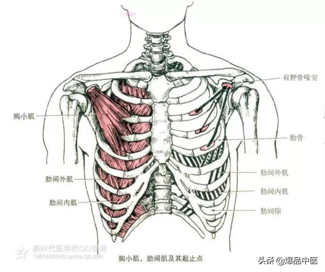 最全人体肌肉解剖套图